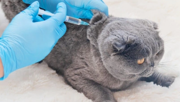 CLÍNICA MÉDICA DE PEQUENOS ANIMAIS