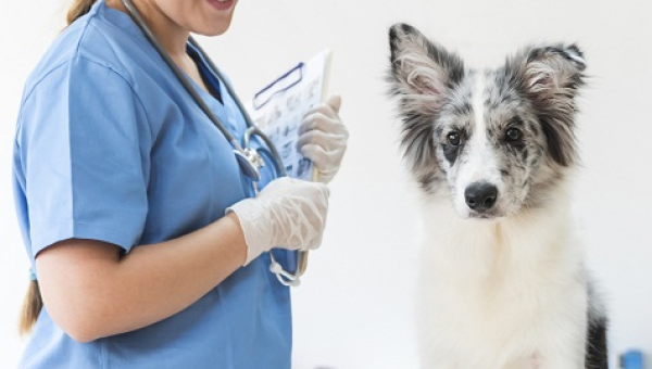 SAÚDE PÚBLICA APLICADA A MEDICINA VETERINÁRIA