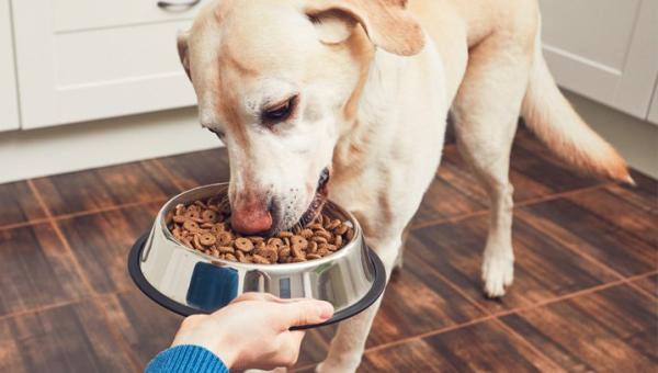 NUTRIÇÃO EM CÃES E GATOS